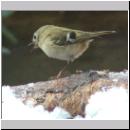 Regulus regulus - Wintergoldhaehnchen 14.jpg